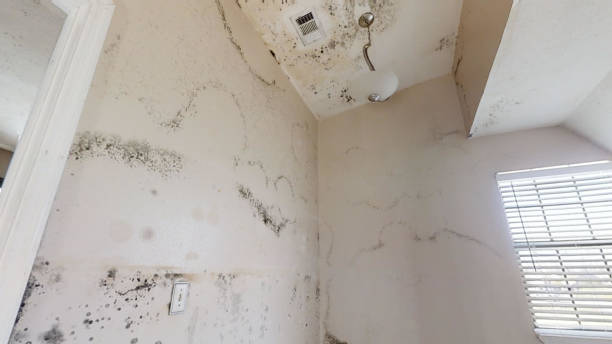 Best Comprehensive Air Testing for Mold Contaminants  in Rotan, TX