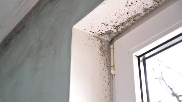 Best Environmental Consulting for Mold Prevention  in Rotan, TX