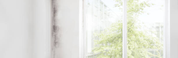 Best Post-Construction Mold Inspection  in Rotan, TX