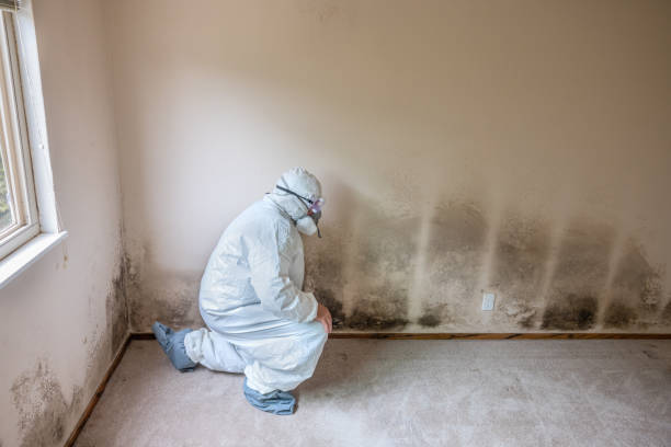 Best Mold Removal for HVAC Installations  in Rotan, TX