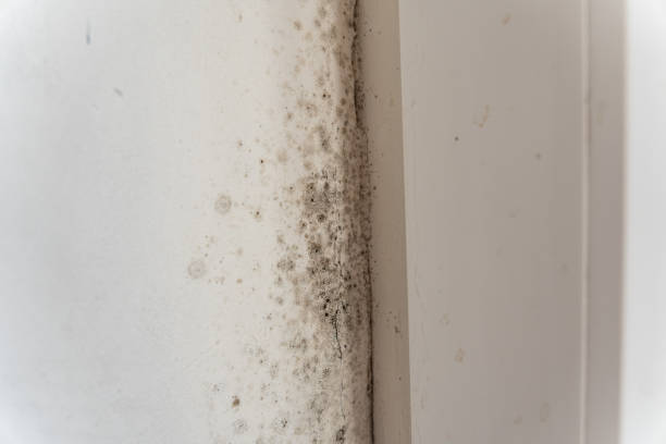 Best Air Quality Testing for Mold Spores  in Rotan, TX
